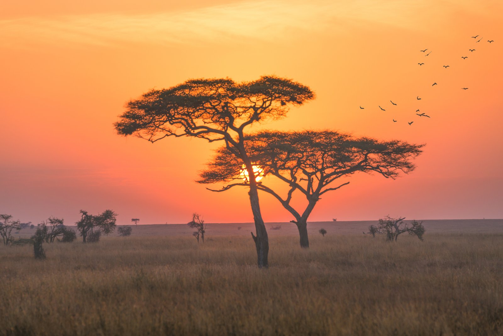 Wochenend-Safari-Reisen für Medizinpraktikanten mit Med Trips