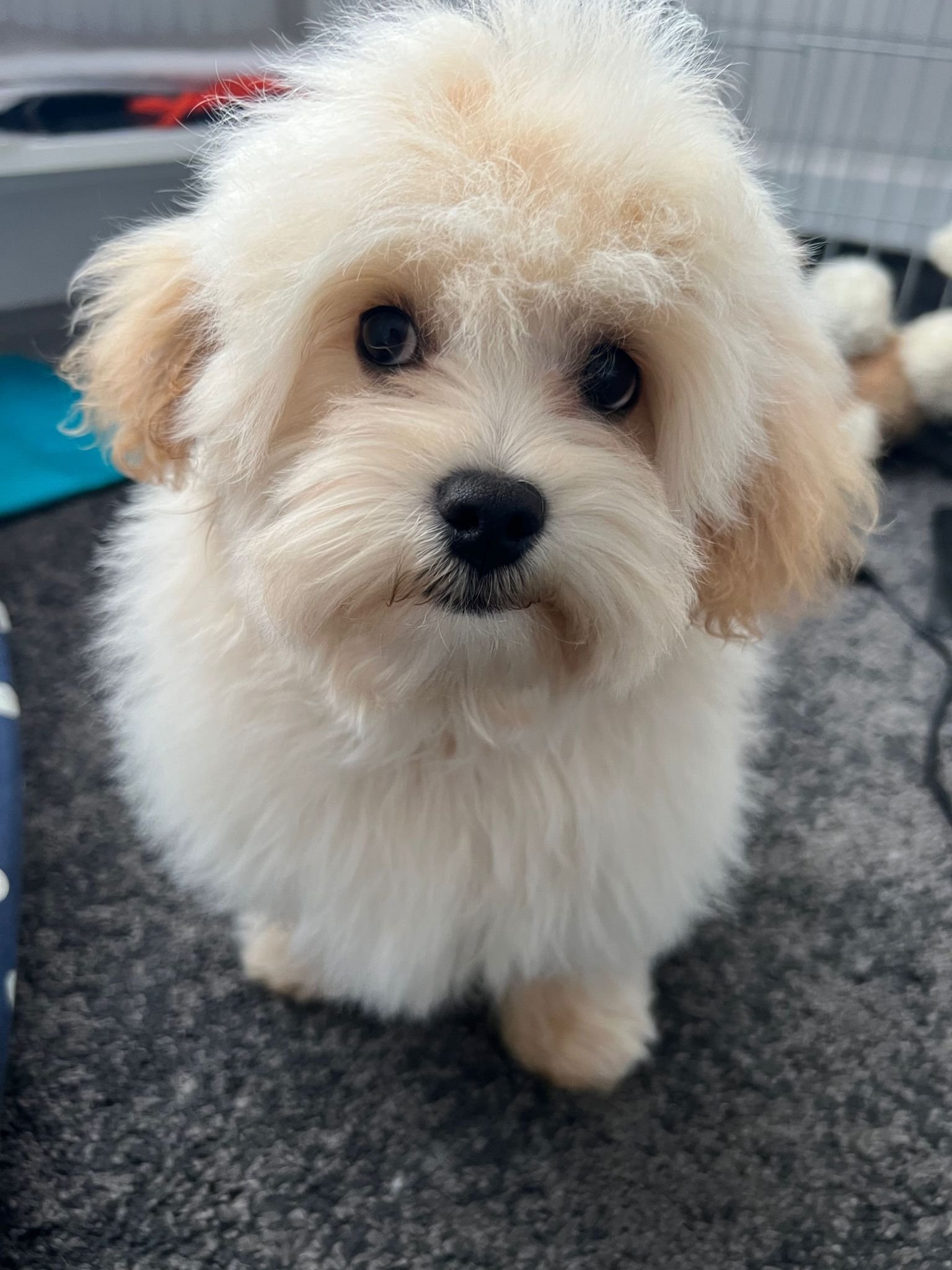 ふわふわ
